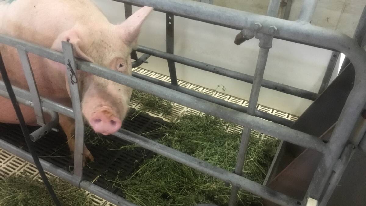 PORK CRC: Providing straw or lucerne hay two days before farrowing might enhance the affective state of older sows and reduce the still birth rate.