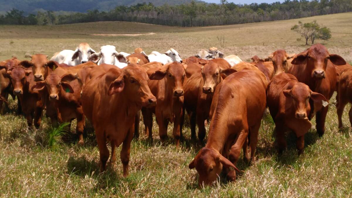 RURAL CRIME: Two men have been charged with stock stealing related offences on the Atherton Tableland. 