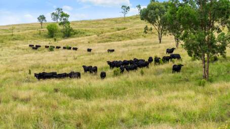 Kurrajong Hills is a productive, sweet grazing property with the capacity to breed or background cattle. Picture supplied