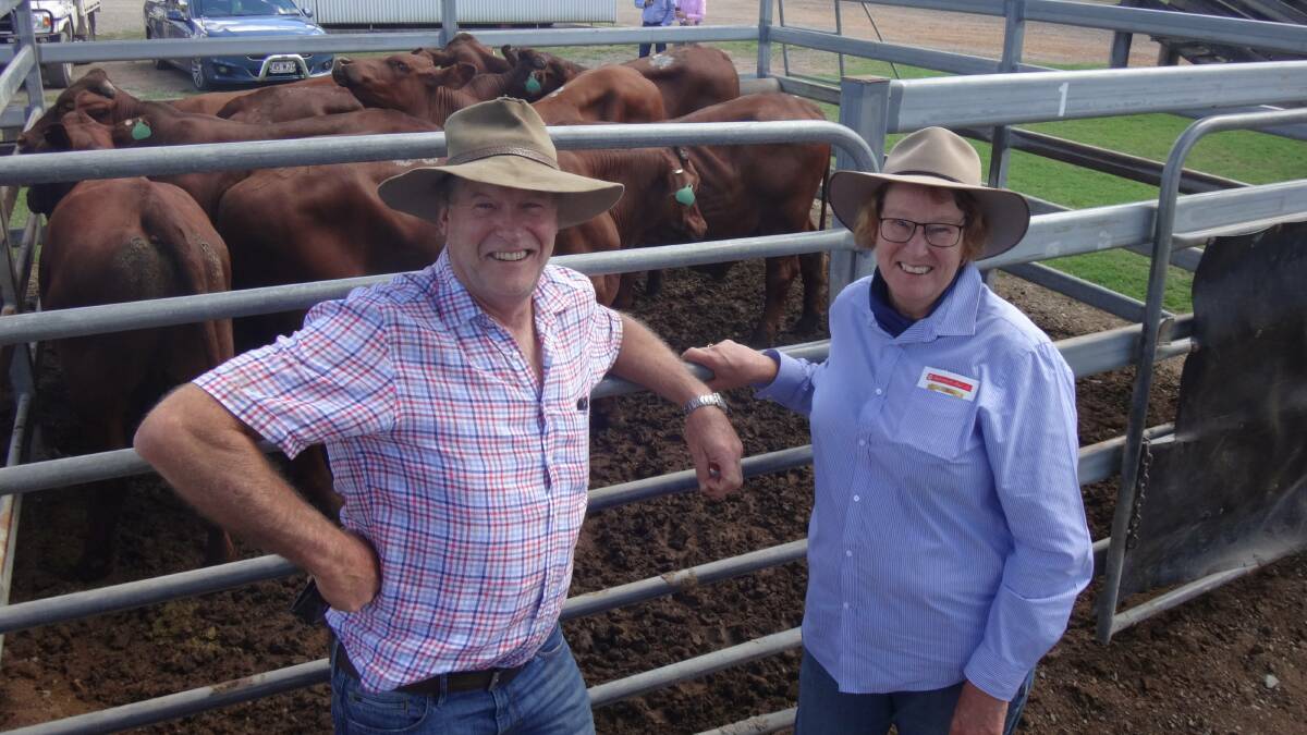 TOOGOOLAWAH SALE: Graham Pryde and Marilyn Deuter, Buaraba, with their Santa steers that sold for $1170 at Toogoolawah.
