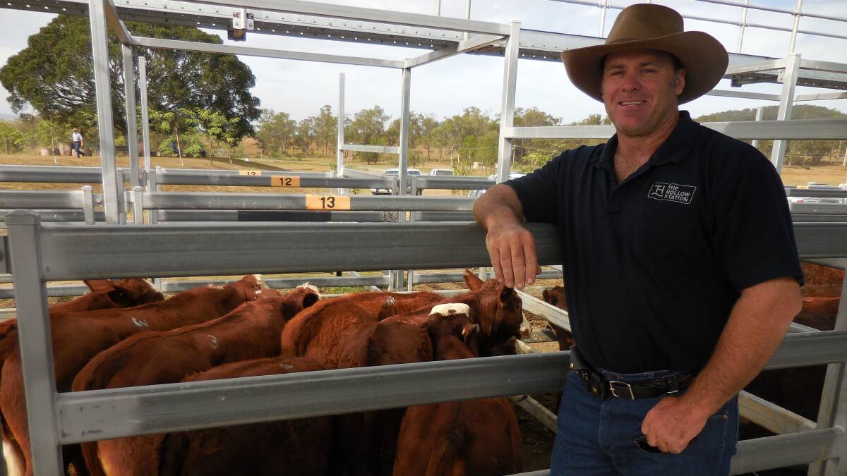 STRONG MARKET: Brad Henry from The Hollow Station, Josephville, with Hereford-cross weaner steers that sold for $870 at the Beaudesert sale on Saturday.