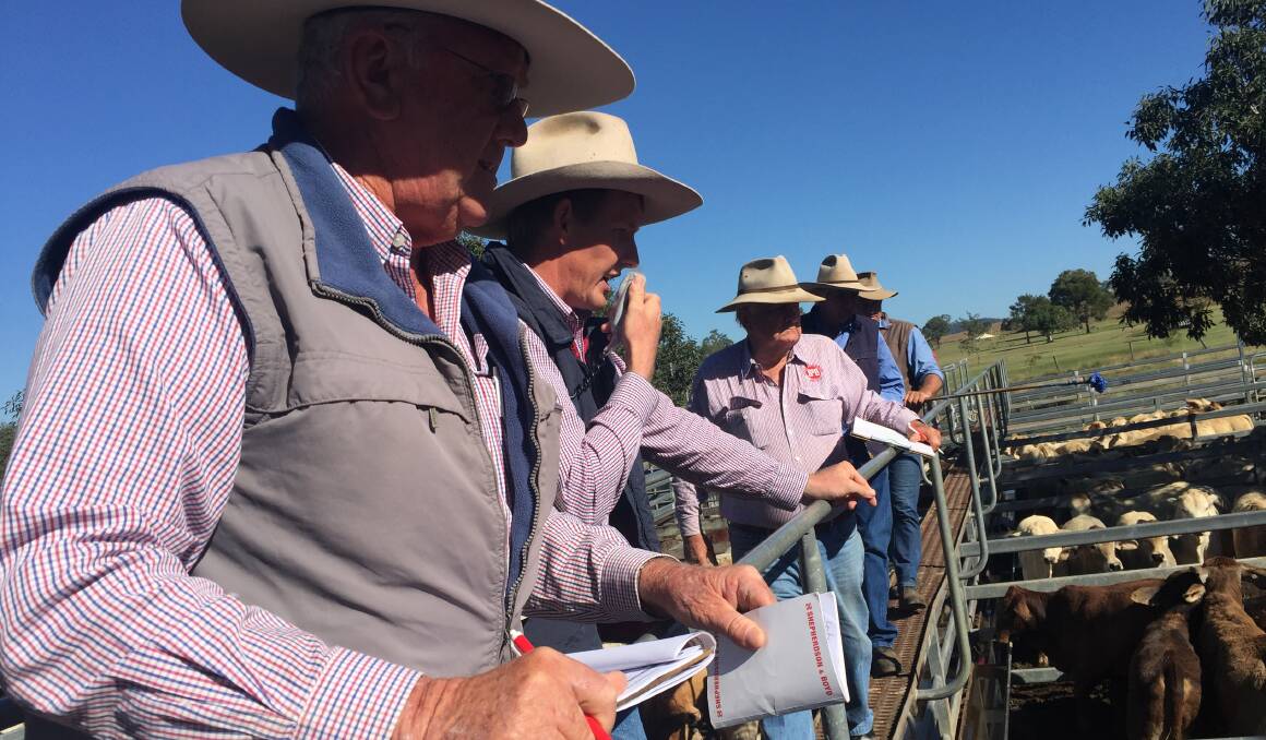 RED HOT: Young cattle were in demand at Shepherdson and Boyd's weaner sale in Tooogoolawah today.
