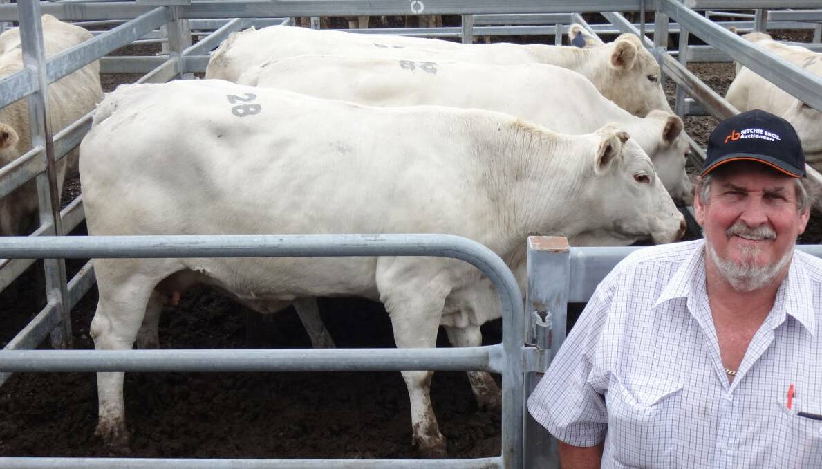 SALE TOPPERS: PTIC Charbray cows that sold for $2010 to Warren and Wendy Hatfield, Toogoolawah, to be joined to Dunlop Santa bulls.