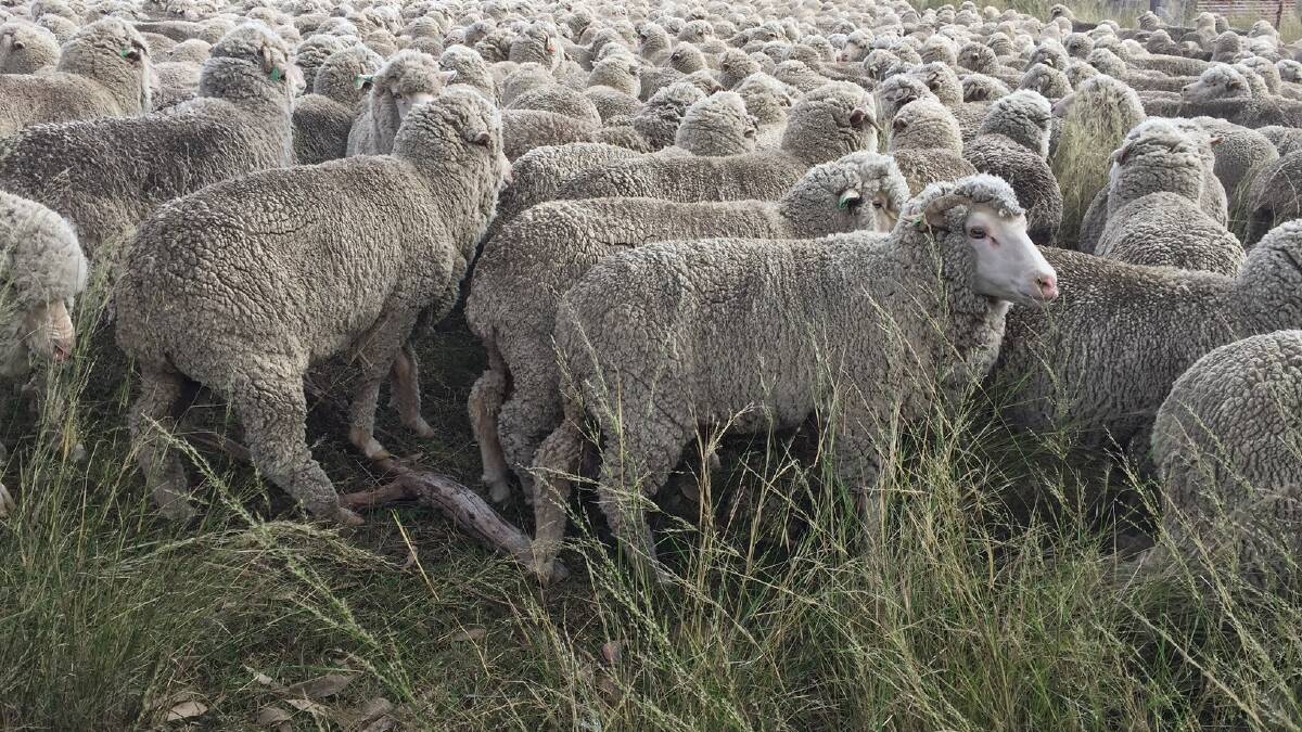 STRONG SALES: The wool market closed down just 2c on 1522c as it heads into a three week recess.