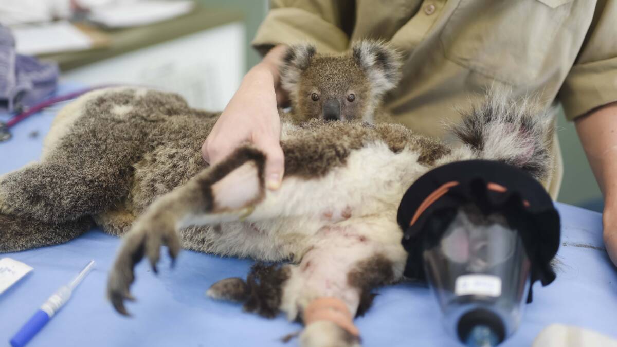 FERAL MENACE: Wild dogs are attacking native wildlife including koalas, family pets and livestock on the urban fringe. Photo - Currumbin Wildlife Hospital.