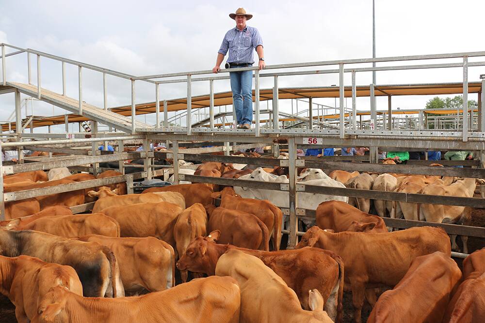 Brad Neven, Watkins and Co, with the 187kg Droughtmaster steers from MJ&BP Gobbert, Amboola, Mitchell, which sold to 438c to return $823. 