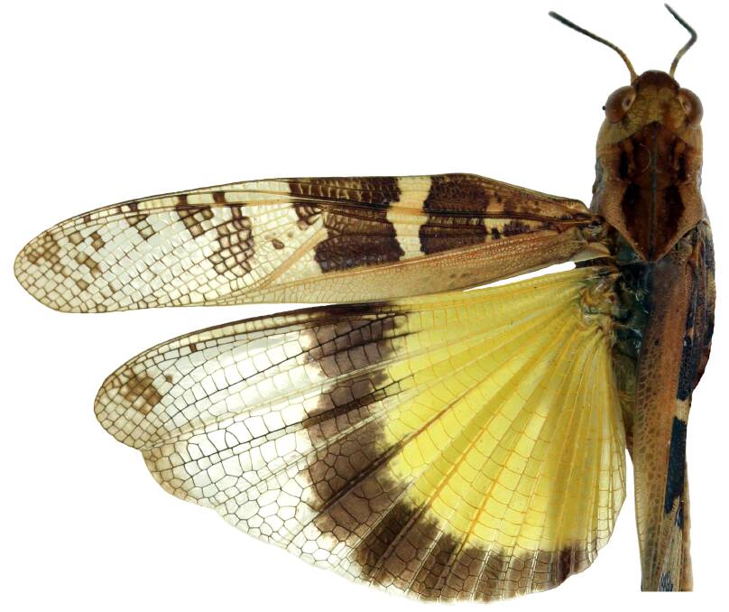 Yellow-winged locusts can vary in colour and body shape.