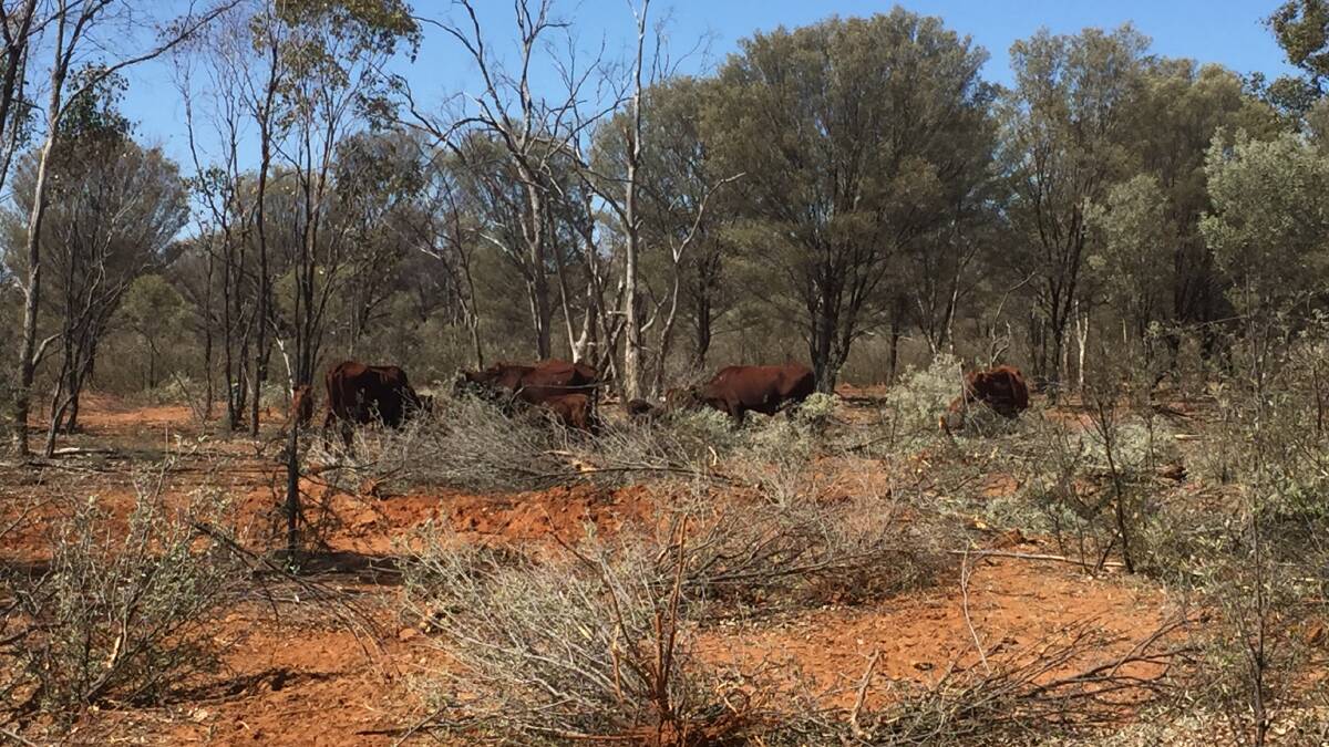 MYTH BUSTERS: Farmers say Natural Resources Minister Anthony Lynham is telling only half the truth on feeding mulga to drought stricken livestock.