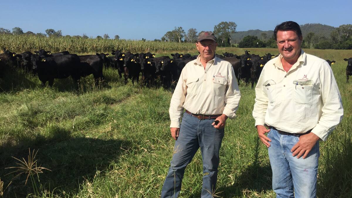Nindooinbah principal Euan Murdoch and manager Nick Cameron are committed to improving northern Australia's cattle herd one 'snip' at a time.