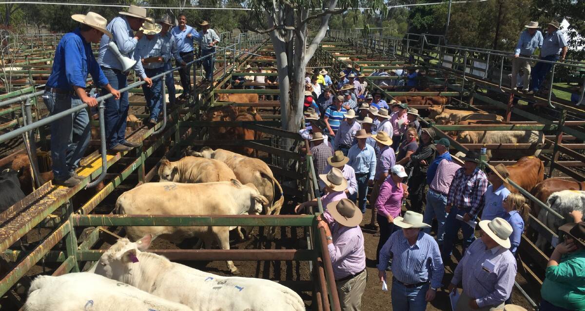 Boyd O’Brien Bartholomew yarded 810 cattle at the 23rd Annual Moreton Beef Classic Show and Sale. 