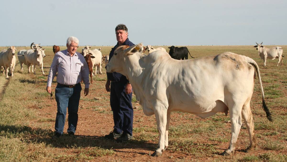 TOP OPERATION: Bruce Smith from Ray White Rural and vendor Phillip Prince checking out some of the cattle running on Westward Ho.