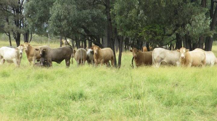 CATTLE COUNTRY: Coolibah is estimated to finish about 1400 bullocks a year.