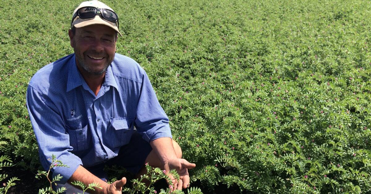 ON TRACK: Wayne Melton says the wet weather has presented plenty of challenges for this year’s chickpea crop on Culverthorpe, Pampas.
