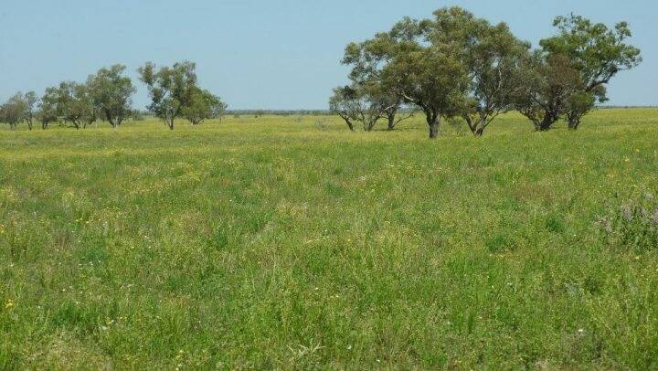 The Longreach property Manningham covers 13,494 hectares.