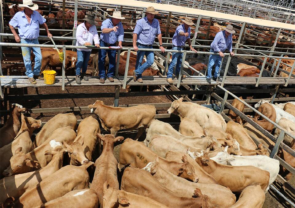 Watkins & Co selling agents pictured with the DC Diamond Pastoral Co, Mirri Mirri, Hannaford, 272kg Charolais-cross steers, which sold to 399c to return $1087. 