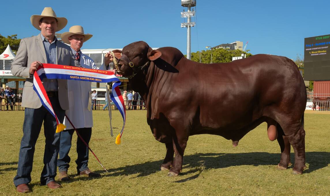Yarrawonga Fixer, the grand champion Santa Gertrudis bull of the Royal Queensland Show.
