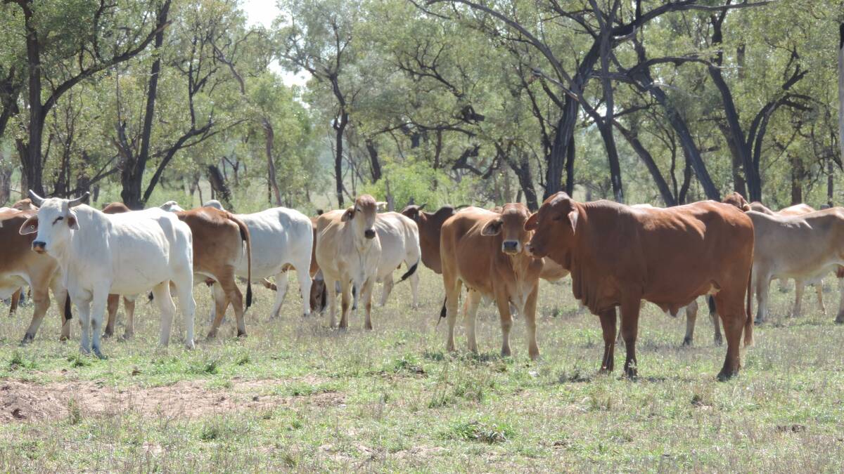 Doongmabulla property has consistently carried up to 7000 breeders.