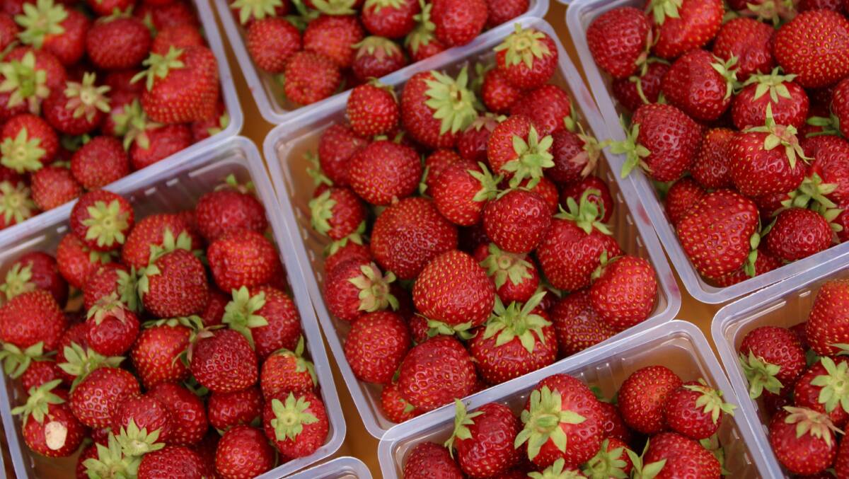 RURAL CRIME: Police have arrested a 50-year-old woman over alleged contamination of strawberries in September.