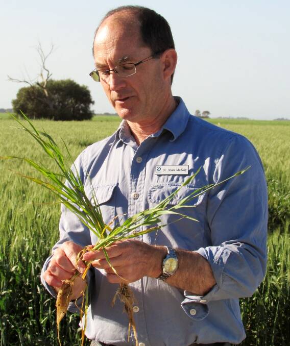 CROP LOSS: Dr Alan McKay says Australian grain growers each year incur on average more than $200 million in lost production due to cereal root diseases.