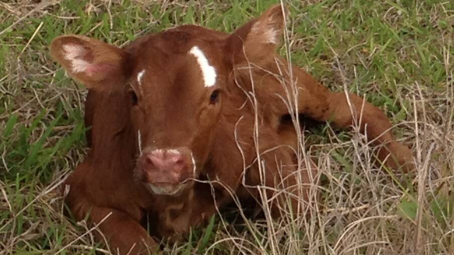 Detectives from the Forest Hill Stock and Rural Crime Investigation Squad are seeking information on two calves missing from Rathdowney.