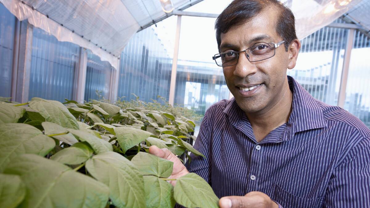 NEW RESEARCH: QUT Centre for Tropical Crops and Biocommodities director Professor Sagadevan Mundree targeting halo blight disease.