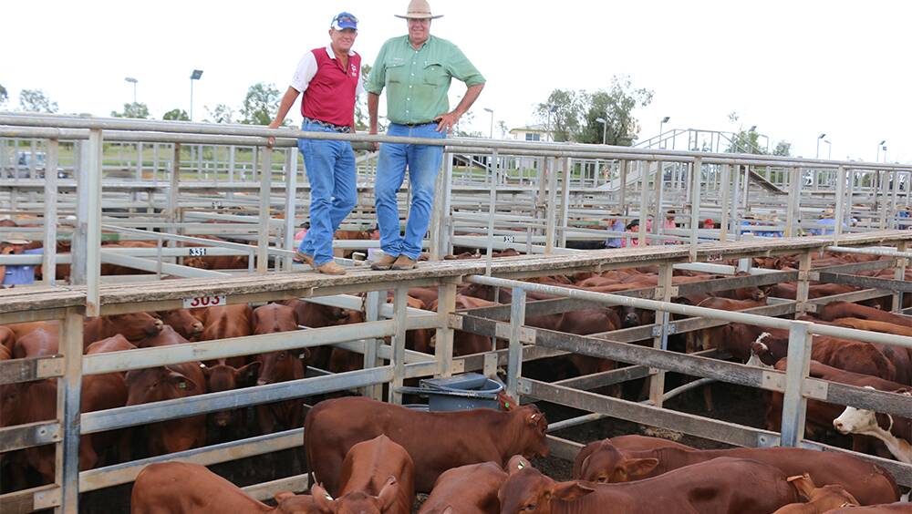 Steven Hall, Greenmulla, Quilpie, with Landmark selling agent Rod Turner, watched his 200kg Droughtmaster steers sell to 422c to return $844. 