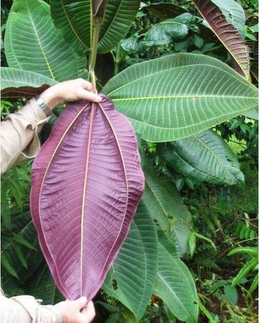 Miconia has leaves that are up to 1m long and have three distinct veins that run lengthwise along the leaf, with a distinctive purple underside