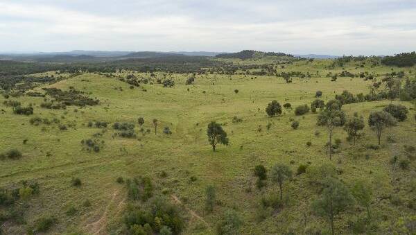 About 1000ha of elevated brigalow and softwood scrub country has been developed to buffel.