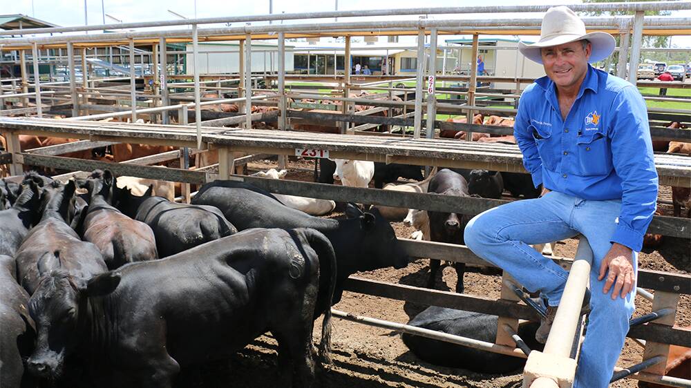 TUESDAY: TopX Roma selling agent Cyril Close with the PTIC 419kg Angus-heifers from Rosehearty Grazing, Merago, Longreach, which sold to 258c to return $1082. 