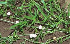 RESEARCH: Bindweed seeds as required for vital research into emerging weed threats.