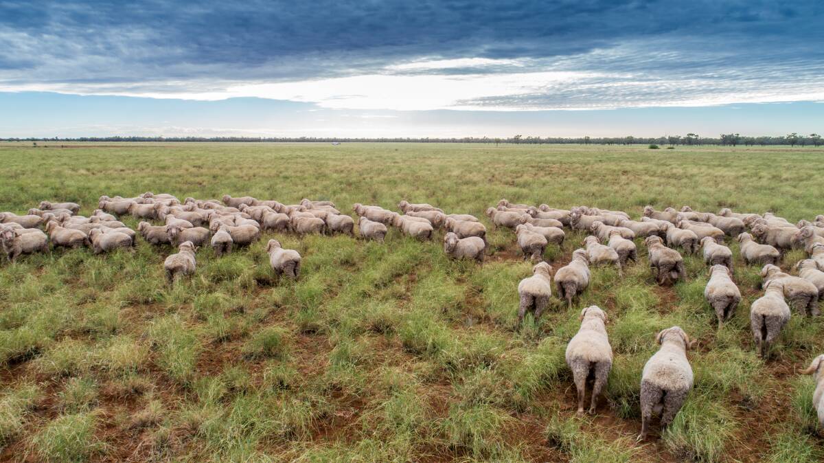 64,000 DSE: Hassad has placed its prized large scale Cunnamulla pastoral enterprise Clover Downs on the market. 