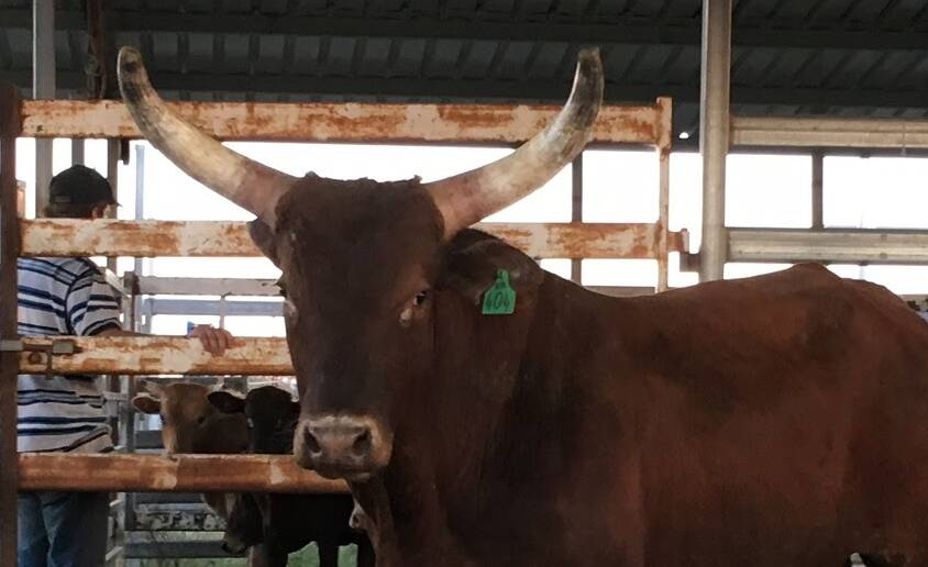 Rodeo bulls go missing