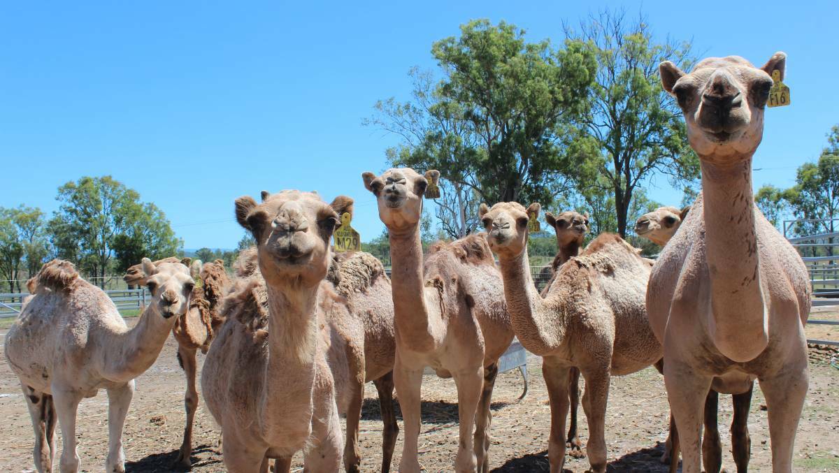 ONES TO WATCH: Camel milk and jujubes are two emerging agricultural industries.