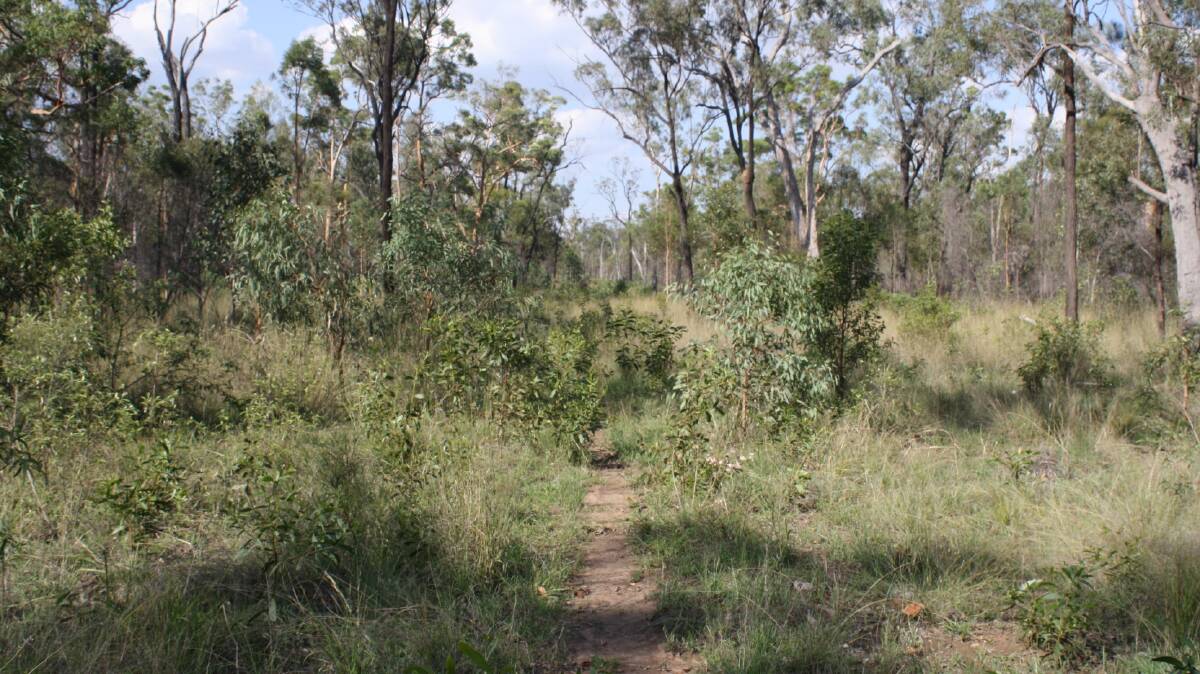 Regrowth on a firebreak which is alleged to have been illegally cleared.