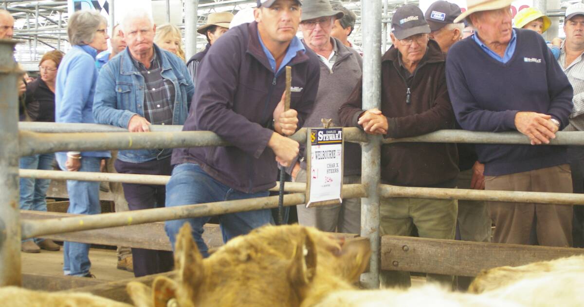 Punters look on at Colac store cattle sale