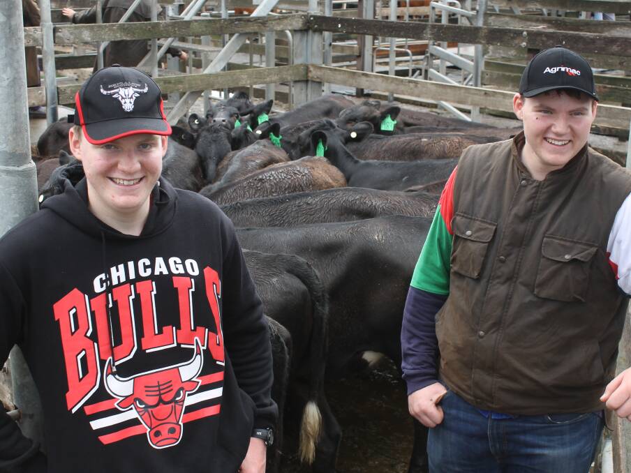 Pat and Matt Roach, Woolsthorpe sold these 7-8 month-old Angus Friesian heifers for $800 a head to recoup cash-flow lost from collapsed milk prices. 