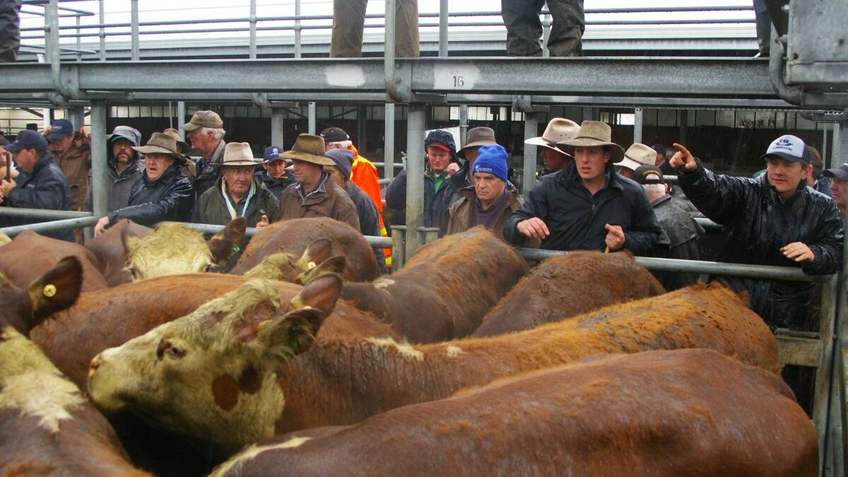 Further rain whets Ballarat buyers thirst for cattle