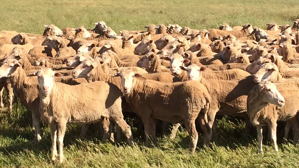 A sample of the Tchuterr ewe flock (four year-olds) being offered at Wycheproof