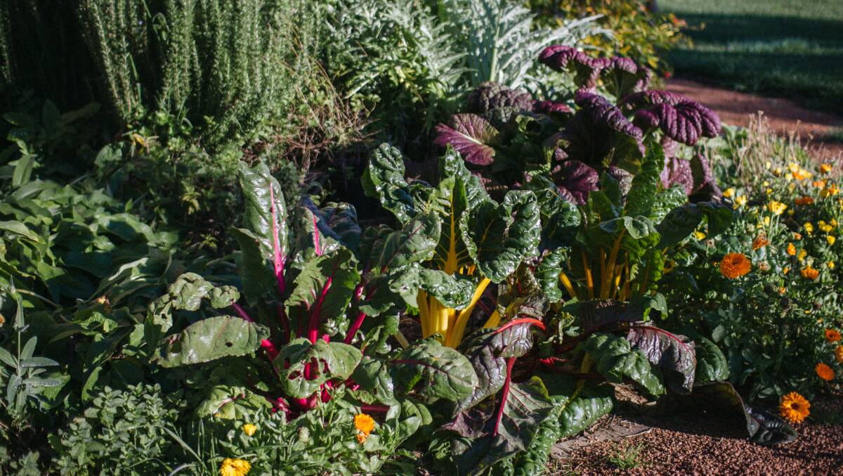 Companion planting – fact or fiction?