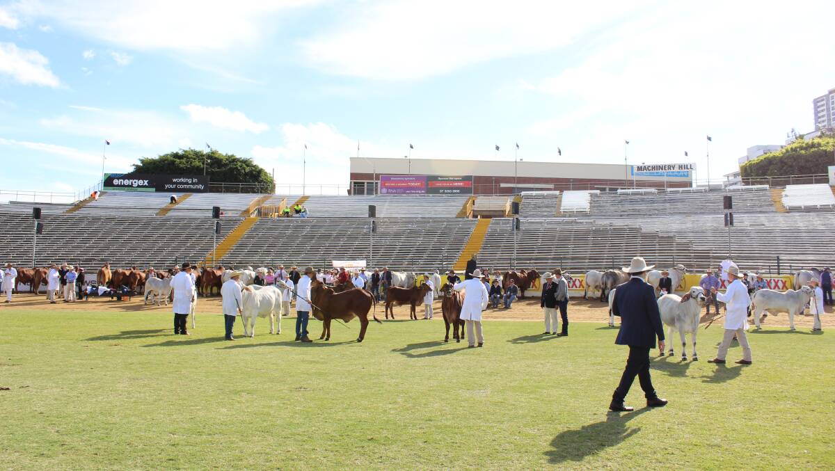 An outstanding display of 54 head of high quality Brahman stud cattle entered the ring on Thursday morning at the Royal Brisbane Show.