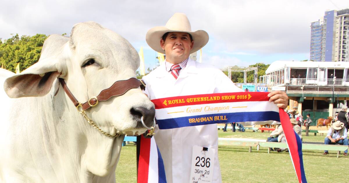 Grand champion bull Viva Mario, bred by Viva Brahmans and raised by Terry Randall (pictured), Capella.