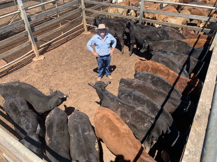 GDL Roma auctioneer, Sam Clarke, with Angus cross steers averaging 179.5kg, purchased by Purtle Plevey Agencies, Manilla, for 810.2c/kg or $1454.50 a head at the Roma, Qld, store cattle sale a fortnight ago. (Photo by Helen Walker).