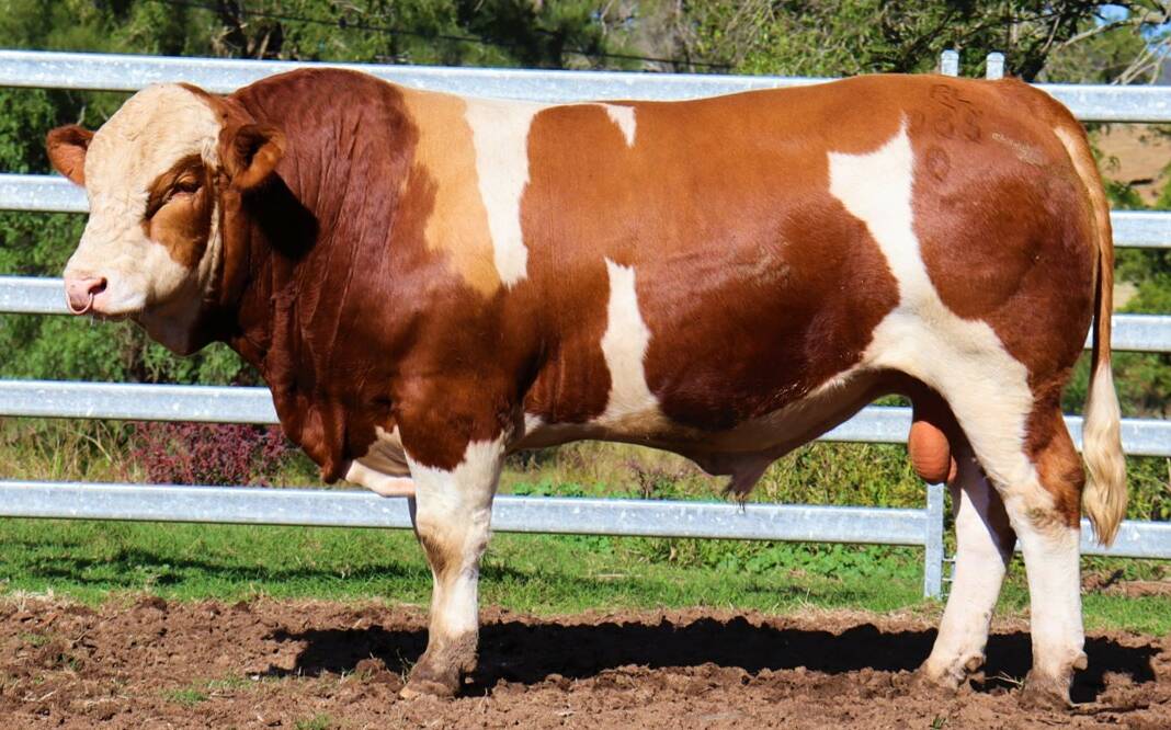 TOP SIRE: Clay Gully Qld Storm, Lot 1, presents for next month's Clay Gully Simmental bull sale with extra length and a perfect QLD skin type. 