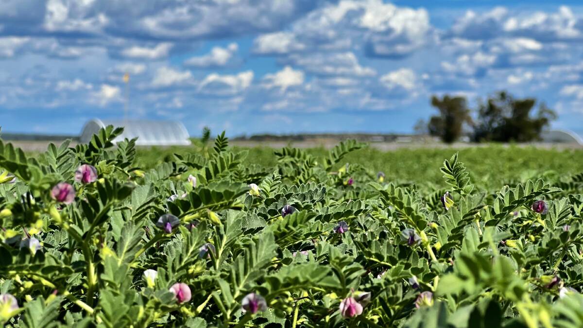 Chickpeas in flower at the Narrabri trial site.