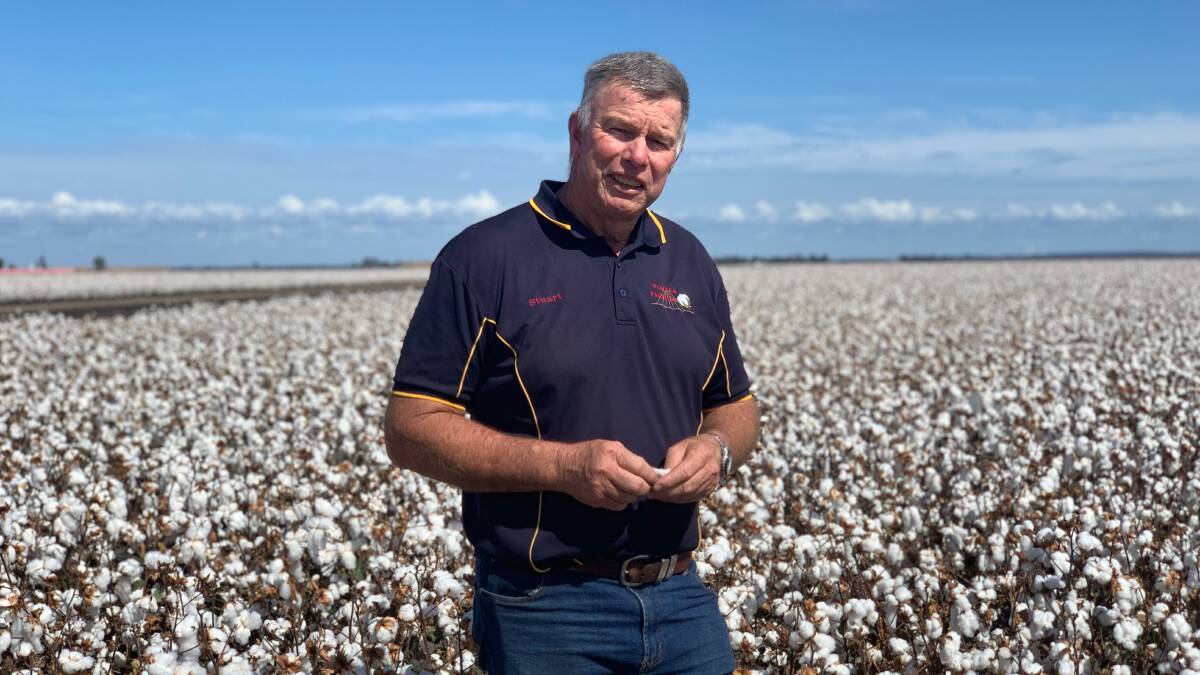 Stuart Armitage has 1000 acres of affected cotton the ground at Wamara, Cecil Plains. 
