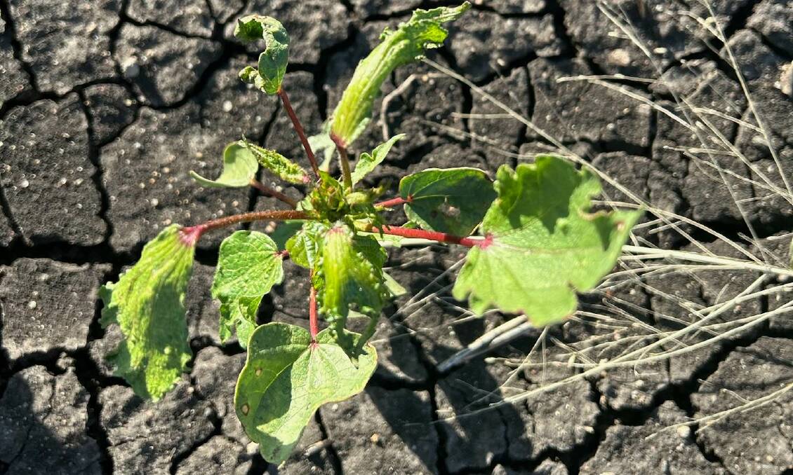 Affected young cotton in the Darling Downs. Picture supplied. 