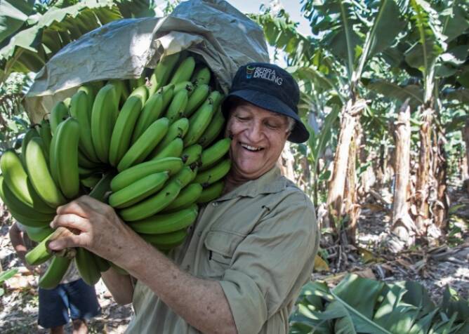 Kennedy MP Bob Katter humping bananas. Photo - Brian Cassey.