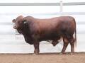 Top selling bull SL Resoluut (P) was purchased by Cameron and Judy Hicks, Rubyvale, for $20,000. Photo by: Georgie Connor, GDL.