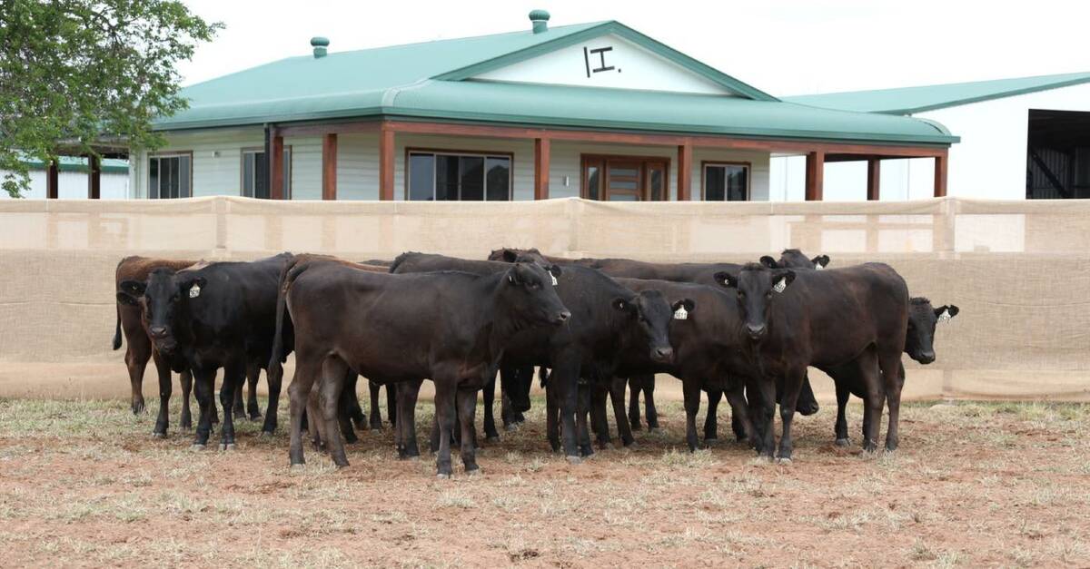 This year, Bar H have celebrated 30 years of breeding, developing and continuously improving their herd.