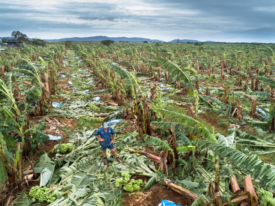 Charles Carmuglia surveys the damage to his farm following Tropical Cyclone Niran.